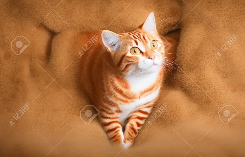 Czerwony pręgowany kot na kanapie z owczą skórą w domu
