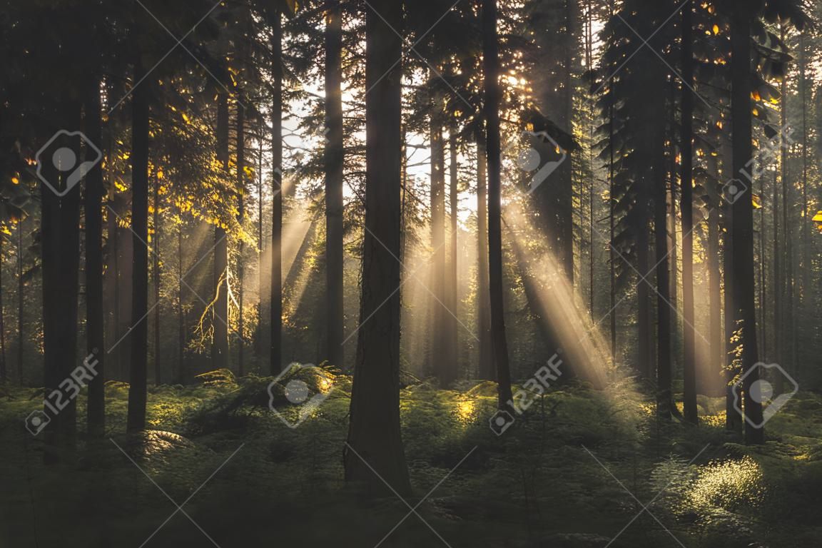 Rays of sun in forest