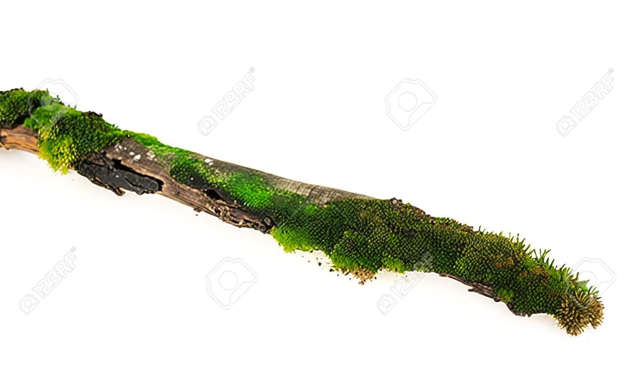 musgo verde no ramo de árvore podre isolado em um fundo branco