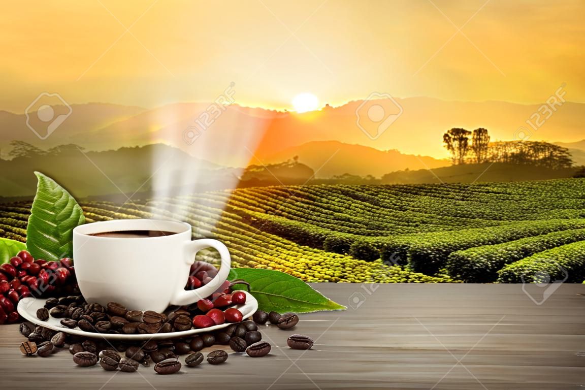 Tazza di caffè caldo con chicchi di caffè rossi biologici freschi e arrosti di caffè sul tavolo di legno e sullo sfondo della piantagione con lo spazio della copia per il vostro testo.