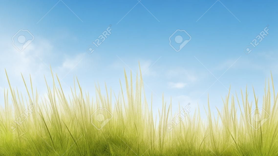 tall grass close up on white background. clipping path included