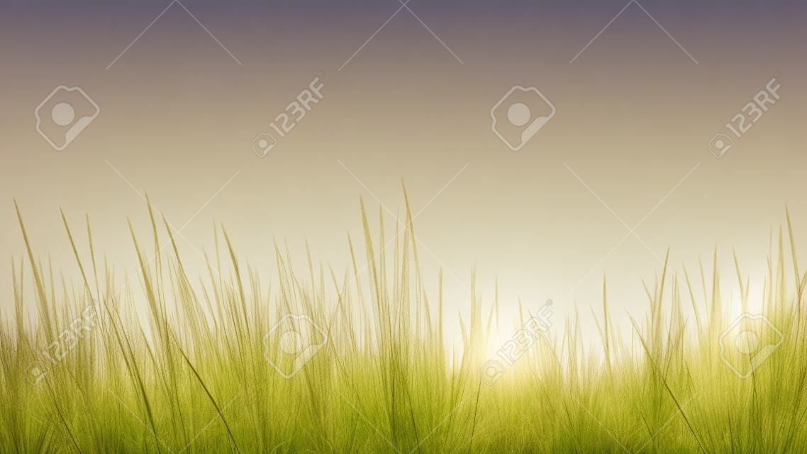 tall grass close up on white background. clipping path included