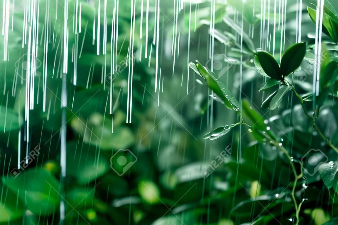 Fresh green leaves with rain water drops. Close up of fresh green leaves with rain water drops