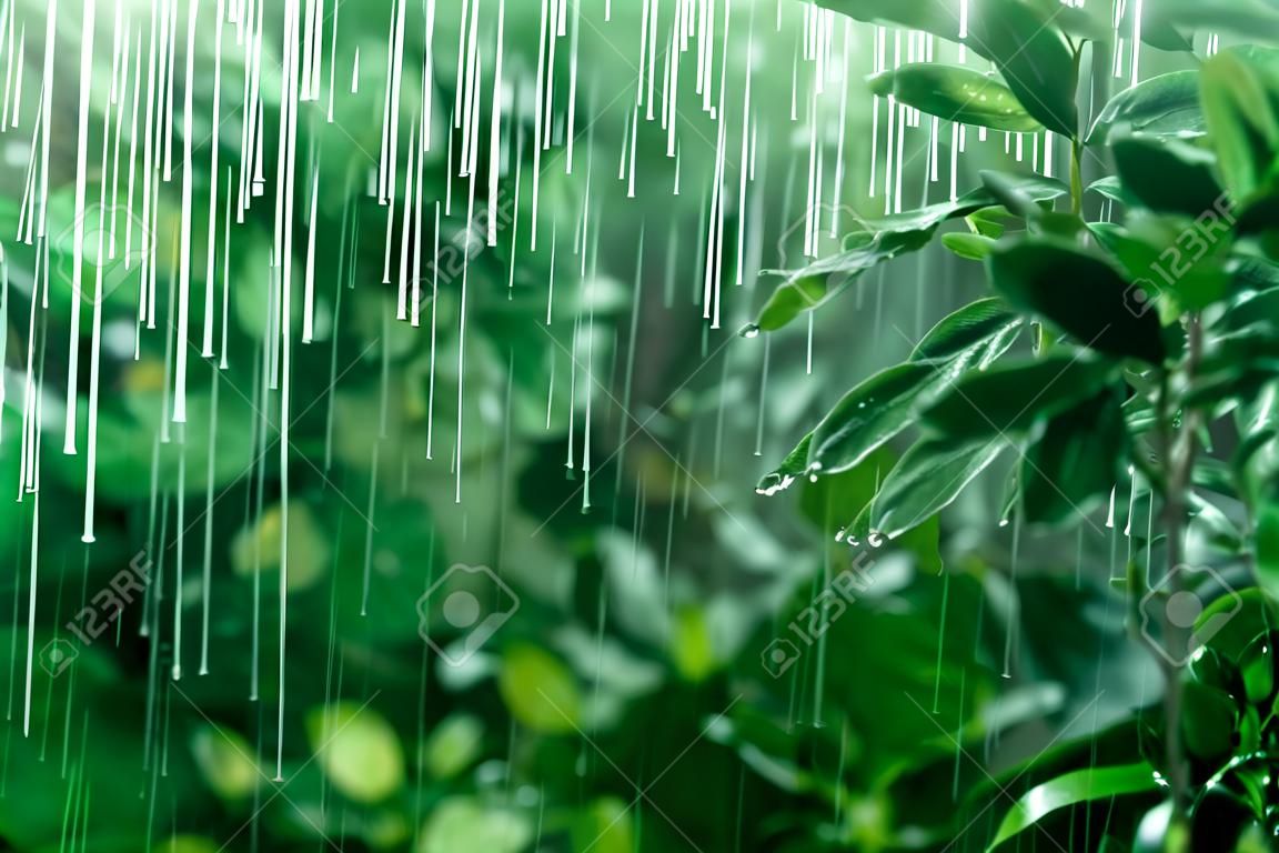 Fresh green leaves with rain water drops. Close up of fresh green leaves with rain water drops