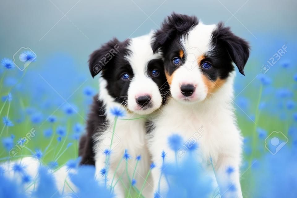Border collie puppies in een korenbloem veld