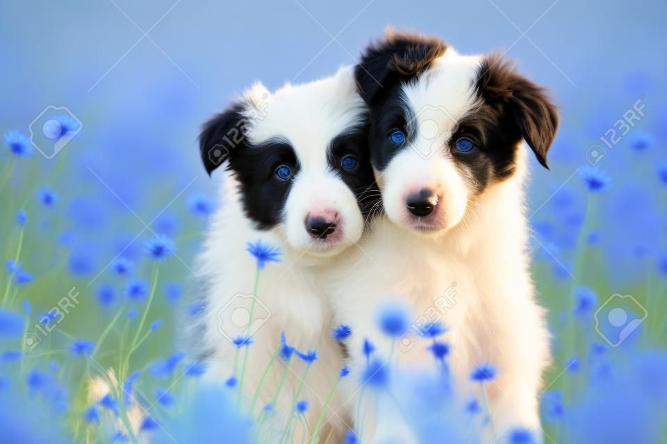 Border collie puppies in a cornflower field