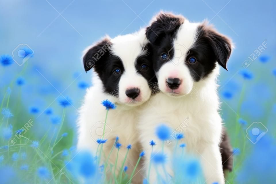Border collie puppies in een korenbloem veld