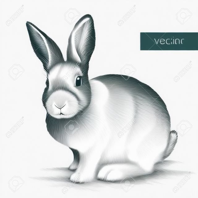 grabar aislado de conejo ilustración vectorial boceto. lineal de la técnica