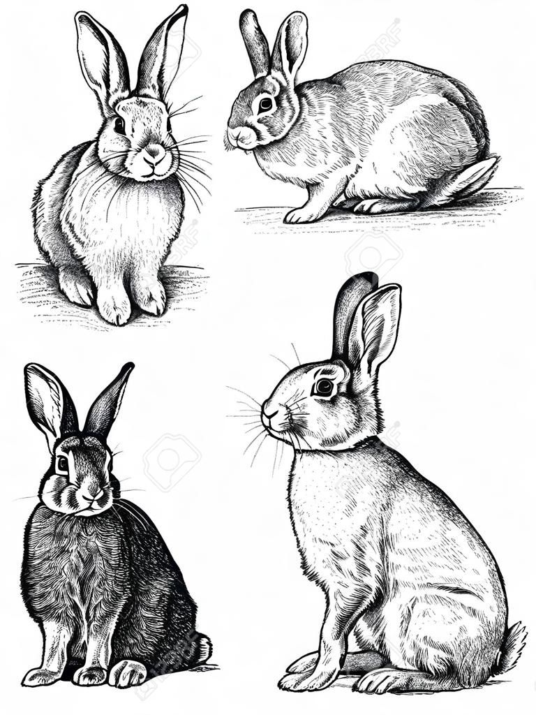 摘出ウサギ イラスト スケッチを刻みます。線形の芸術