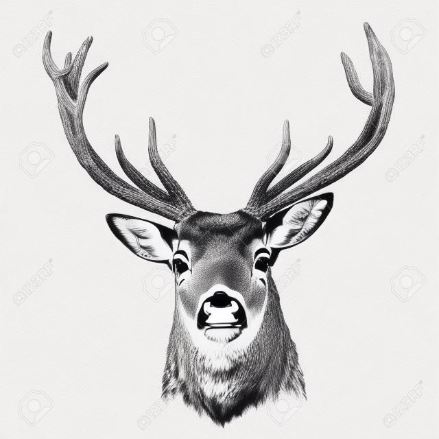 engrave isolated deer illustration sketch. linear art