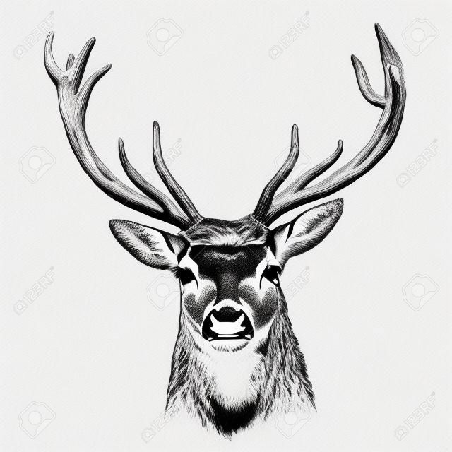 engrave isolated deer illustration sketch. linear art