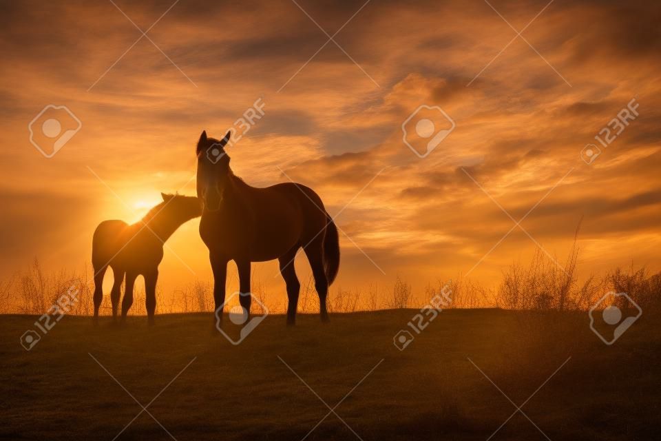 yegua y su potrillo - dos caballos al atardecer