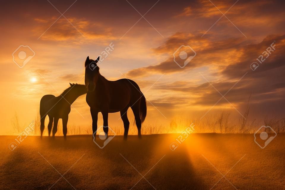 potro e égua - dois cavalos no pôr do sol