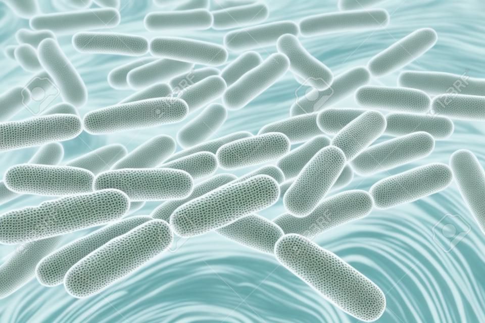 Bacteria Lactobacillus, gram-positive rod-shaped lactic acid bacteria which are part of normal flora of human intestine are used as probiotics and in yoghurt production, 3D illustration