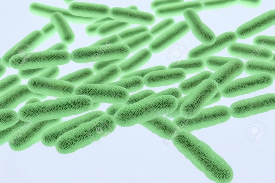 Bakterien Lactobacillus, grampositive stäbchenförmige Milchsäurebakterien, die einen Teil der normalen Flora des menschlichen Darms sind, werden als Probiotika verwendet und in der Joghurtproduktion, 3D-Darstellung