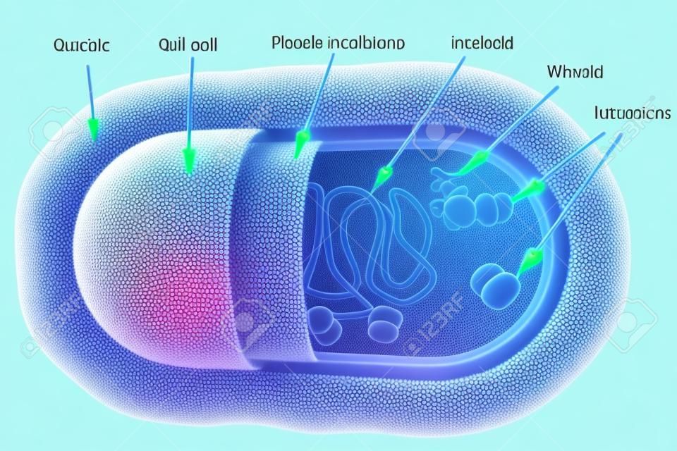 Structuur van bacteriële cel geïsoleerd op witte achtergrond, 3D-illustratie