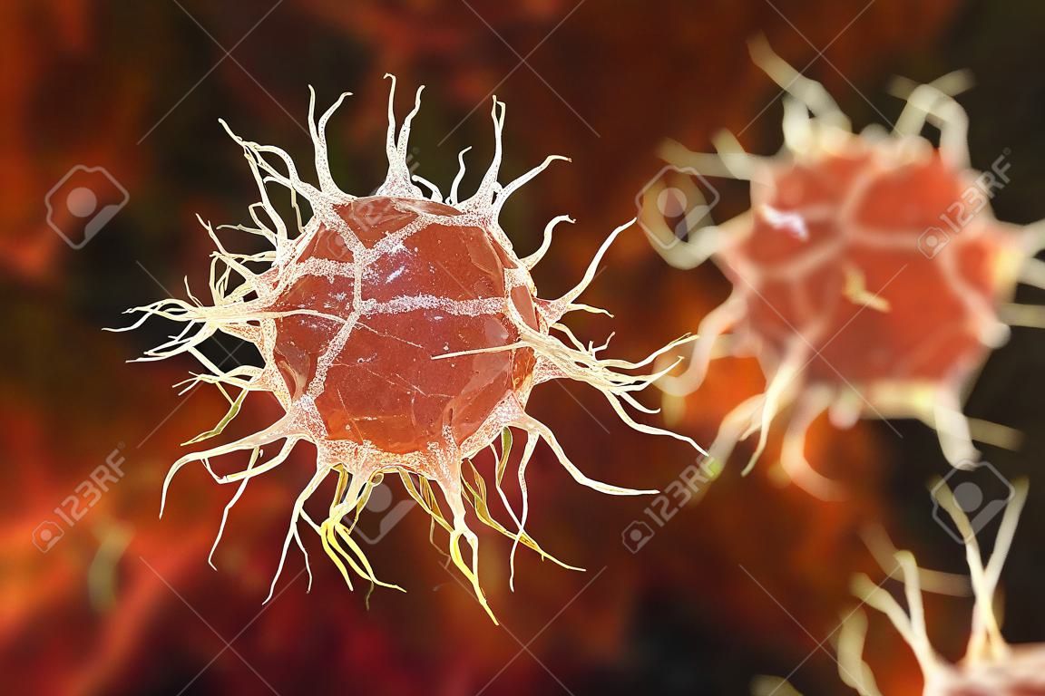 树突状细胞，抗原呈递免疫细胞，3D插图