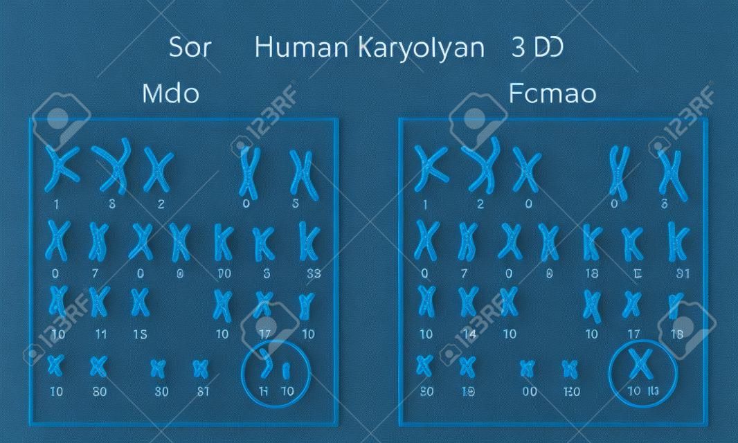 Menschliche Chromosomen. Männlicher und weiblicher Karyotyp, 3D-Darstellung