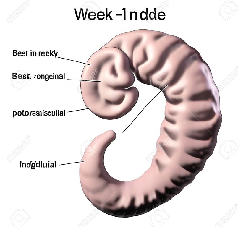 Ciąża. 4 tygodnie zarodka, środkowa część czwartego tygodnia, naukowo dokładna ilustracja 3D