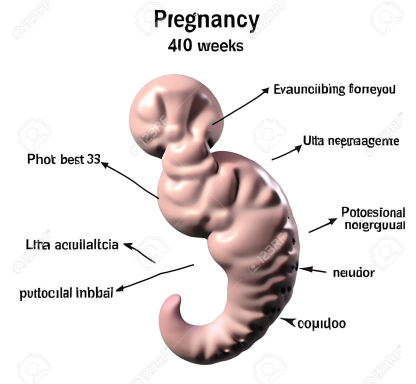 妊娠。4週間胚、第4週の中央部、科学的に正確な3D イラストレーション