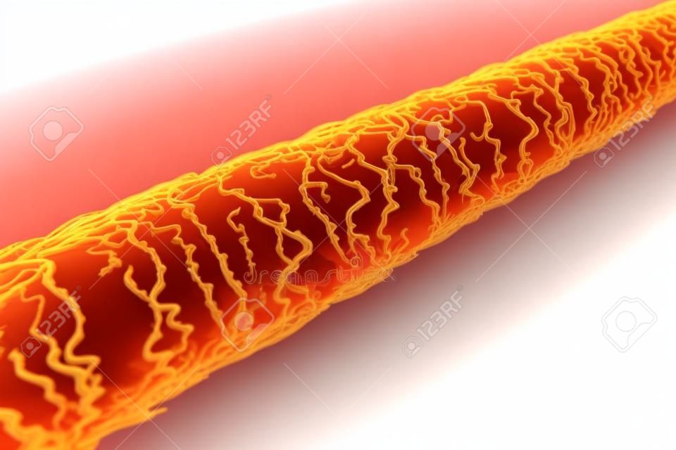 Human hair under microscope, 3D illustration showing close-up structure of healthy human hair isolated on white background