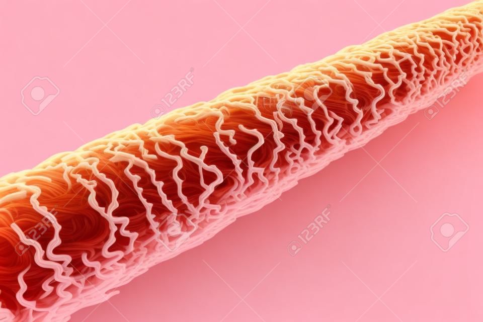 Human hair under microscope, 3D illustration showing close-up structure of healthy human hair isolated on white background