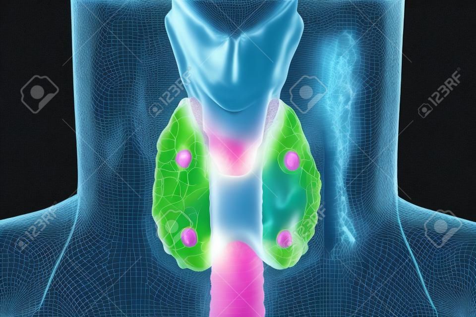 Parathyroid glands and thyroid gland anatomy, 3D illustration