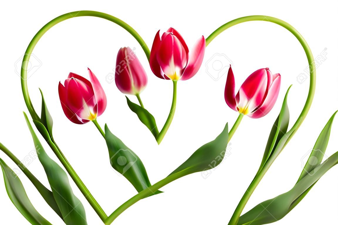 Форма сердца от двух тюльпанов
