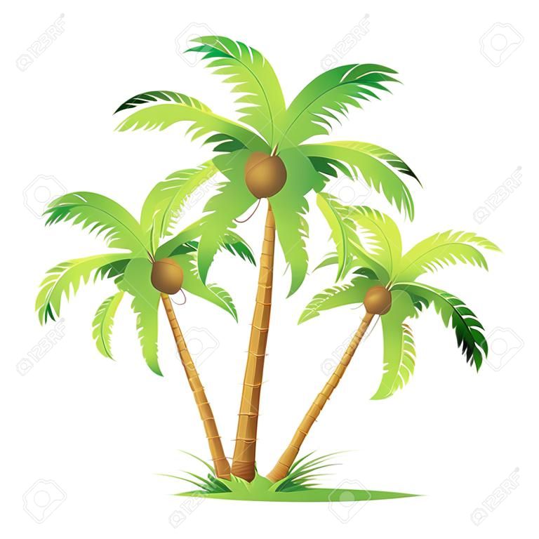Drie cartoon kokospalmen. Illustratie op witte achtergrond
