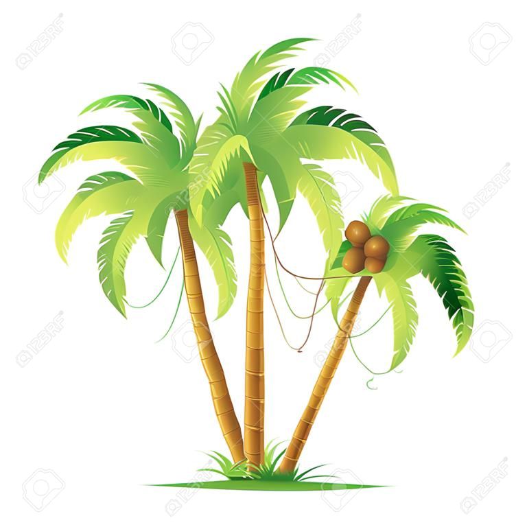 Drie cartoon kokospalmen. Illustratie op witte achtergrond