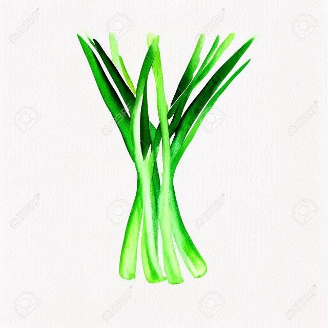 Акварель зеленый лук. Рисованная иллюстрация Органический пищевой вегетарианский ингредиент