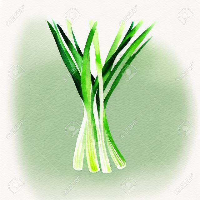 Акварель зеленый лук. Рисованная иллюстрация Органический пищевой вегетарианский ингредиент