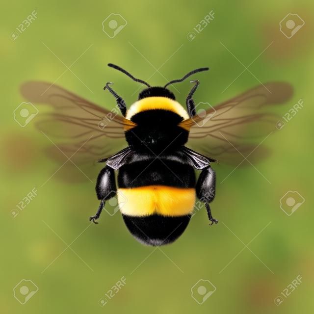 Illustration of Flying Bumblebee Species Bombus Terrestris. Common Name Buff-Tailed Bumblebee or Large Earth Bumblebee. Top View on White Background.