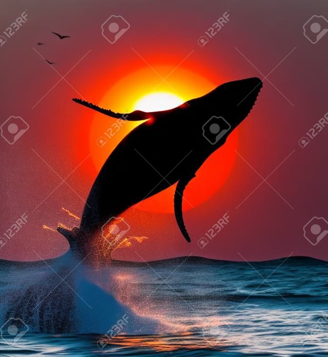Une silhouette de baleine à bosse saut au coucher du soleil
