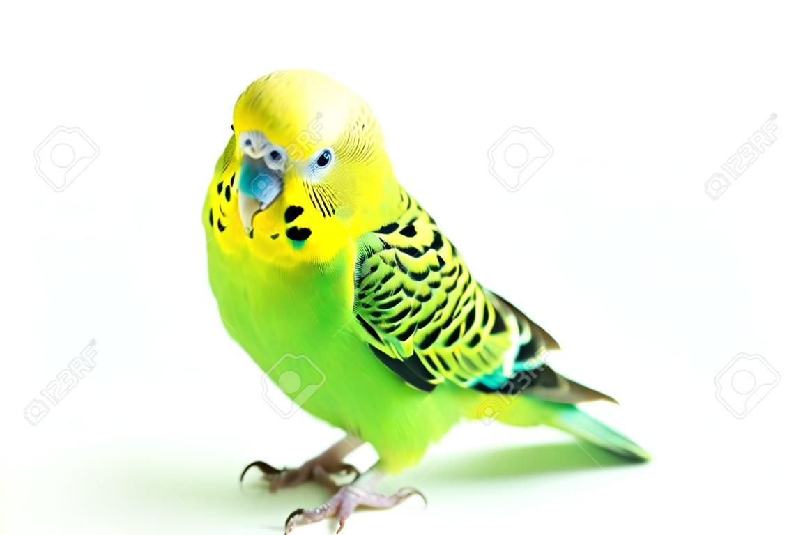 Close up of a Budgerigar parakee isolated on white background