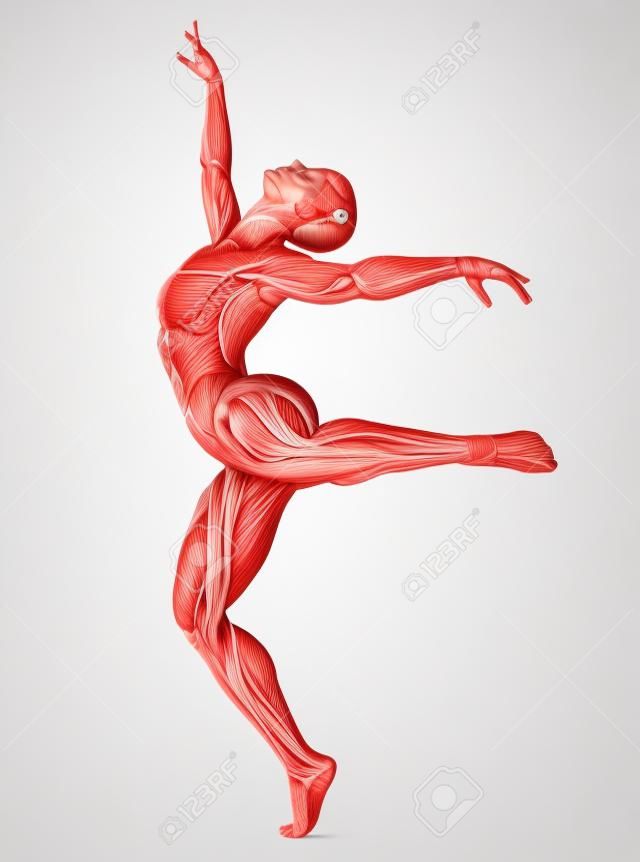 Vrouwelijke anatomie en spieren, lichaam zonder huid geïsoleerd op wit