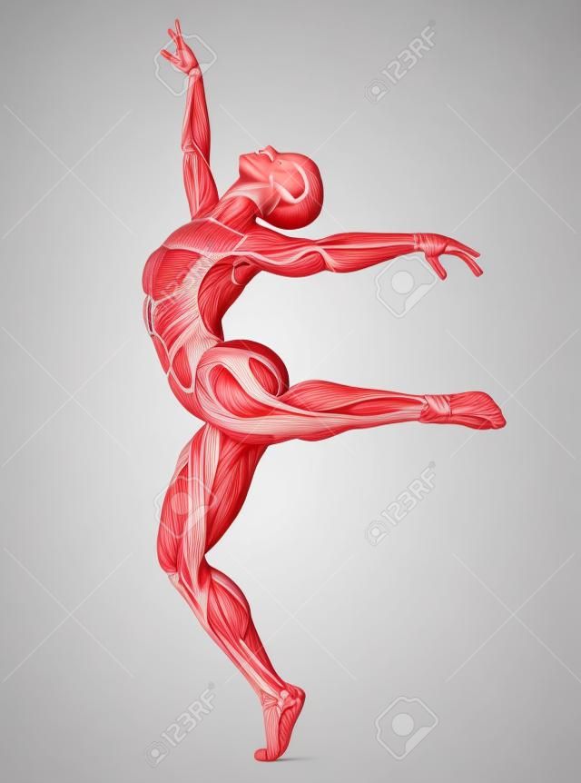 Vrouwelijke anatomie en spieren, lichaam zonder huid geïsoleerd op wit