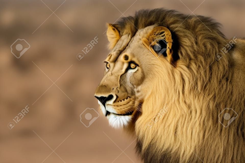 Portret duży samiec lwa afrykańskiego Panthera leo pustyni Kalahari, Republika Południowej Afryki