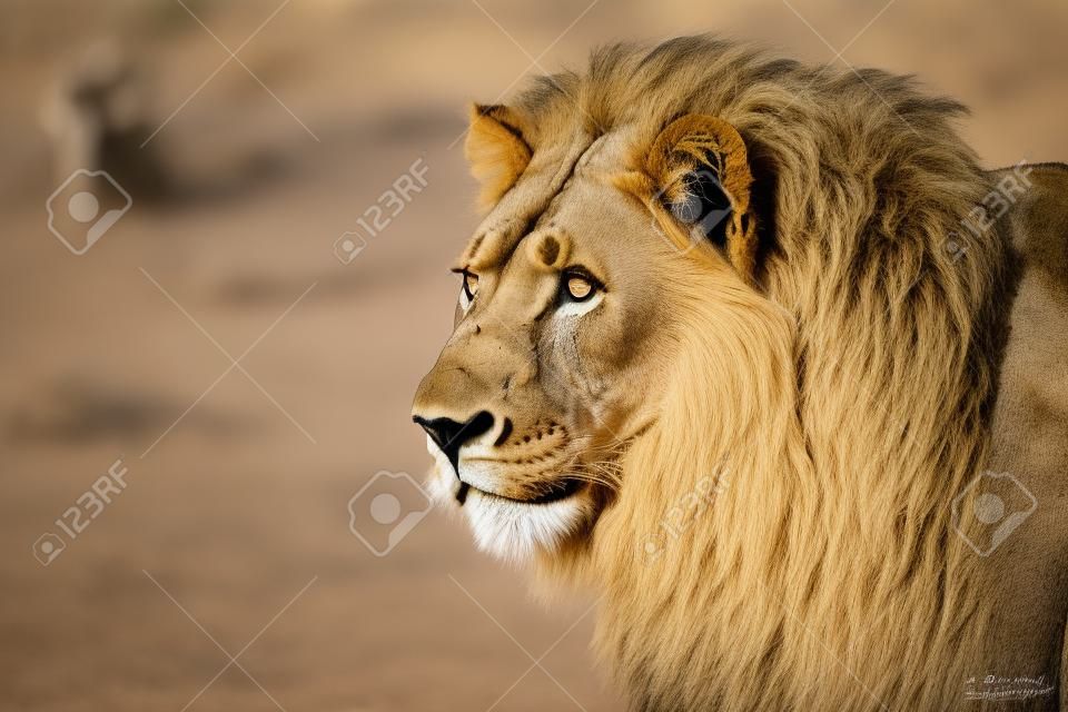 Portret duży samiec lwa afrykańskiego Panthera leo pustyni Kalahari, Republika Południowej Afryki