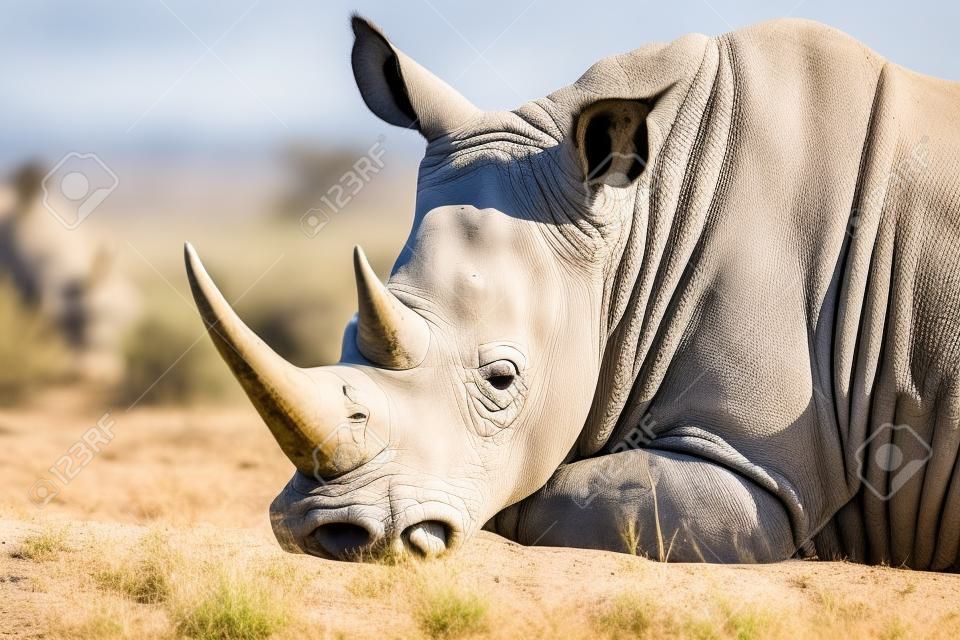 Retrato de un rinoceronte blanco (Ceratotherium simum) descansando en su hábitat natural, Sudáfrica