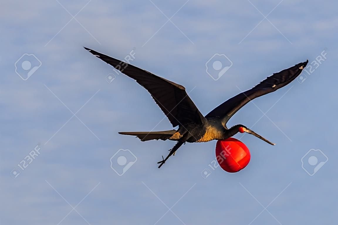Fragata masculina em pleno voo com sua craw vermelho inflado