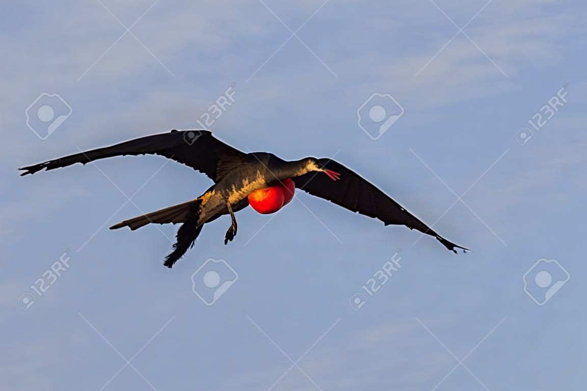 Fragata masculina em pleno voo com sua craw vermelho inflado