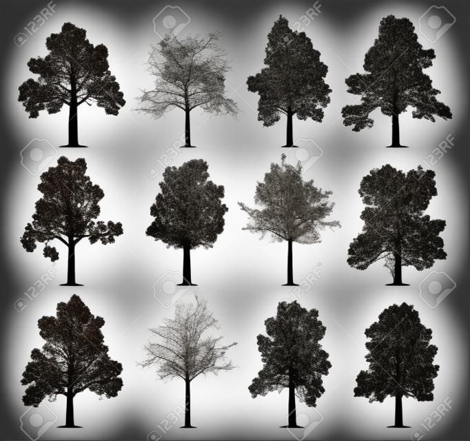 Siluette dell'albero di quercia isolate su priorità bassa bianca. Collezione di 12 querce. File EPS disponibile.