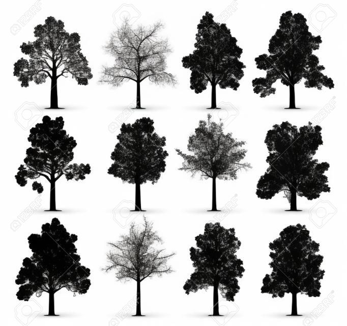 Siluette dell'albero di quercia isolate su priorità bassa bianca. Collezione di 12 querce. File EPS disponibile.