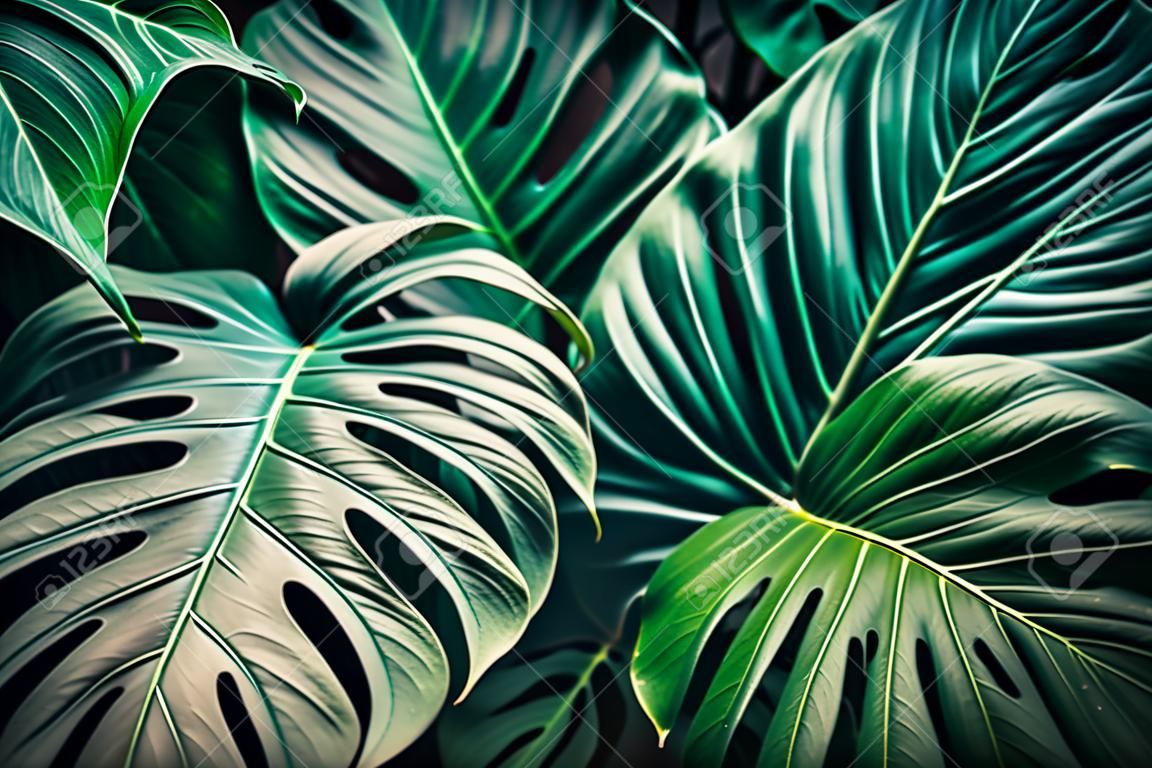 Monstera deliciosa leaves in the jungle, vintage color tone