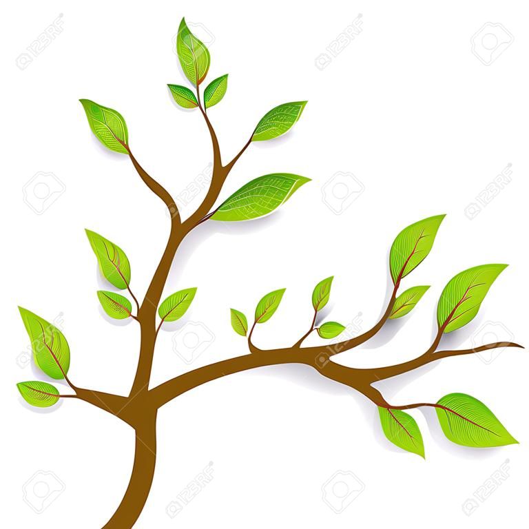  spring Brown branches with green leaves on white background. Vector illustration