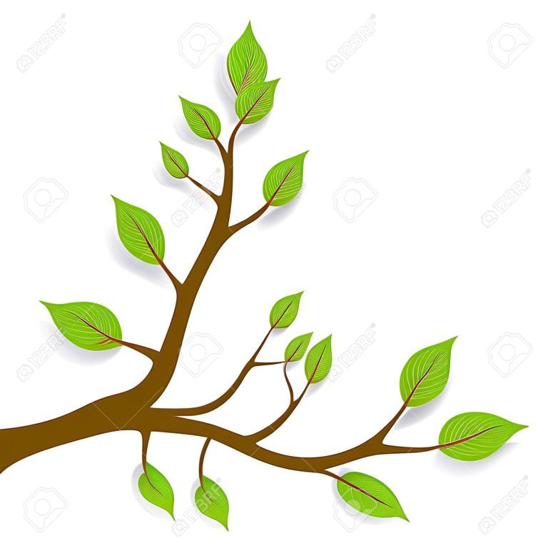  spring Brown branches with green leaves on white background. Vector illustration
