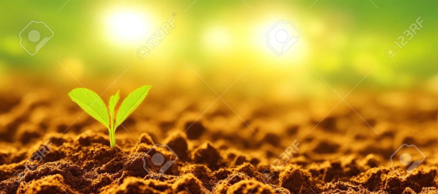 Seedlings grow from the rich soil into the shining morning sunshine, an ecological concept. HD Image
