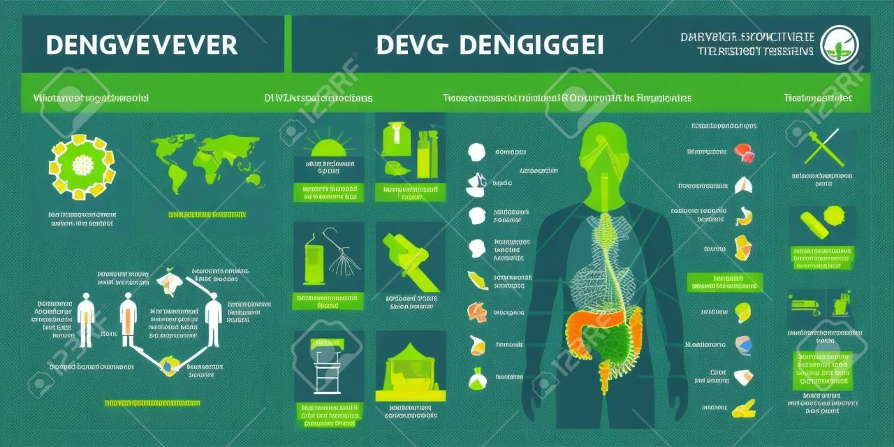 Infográfico do vírus da dengue: estrutura do vírus, transmissão, prevenção, sintomas e tratamento