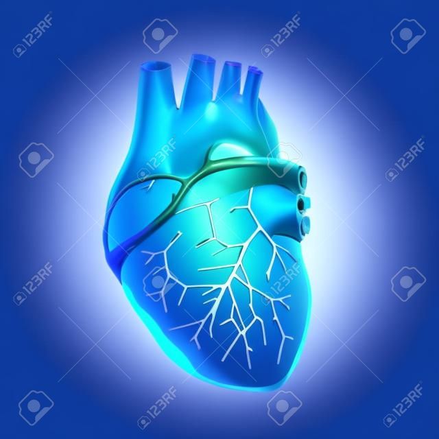 Cœur humain. Style filaire low-poly. Concept pour la science médicale, maladie de cardiologie. Illustration vectorielle 3d moderne abstraite sur fond bleu foncé.